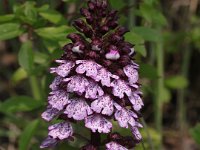 0007 (Purpurknabenkraut) - Kopie